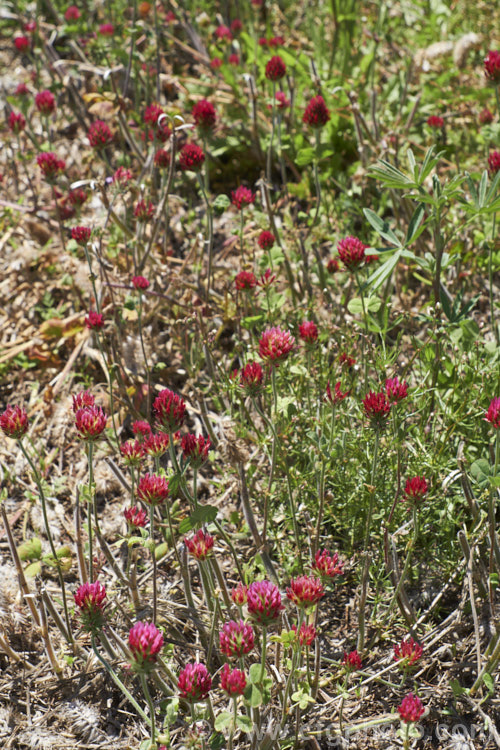 Crimson Clover or Italian Clover (<i>Trifolium incarnatum</i>), an annual or short-lived perennial clover originally native to Europe but now widely cultivated in the perennial zones. The inflorescence can be up to 5cm long. trifolium-3369htm'>Trifolium.