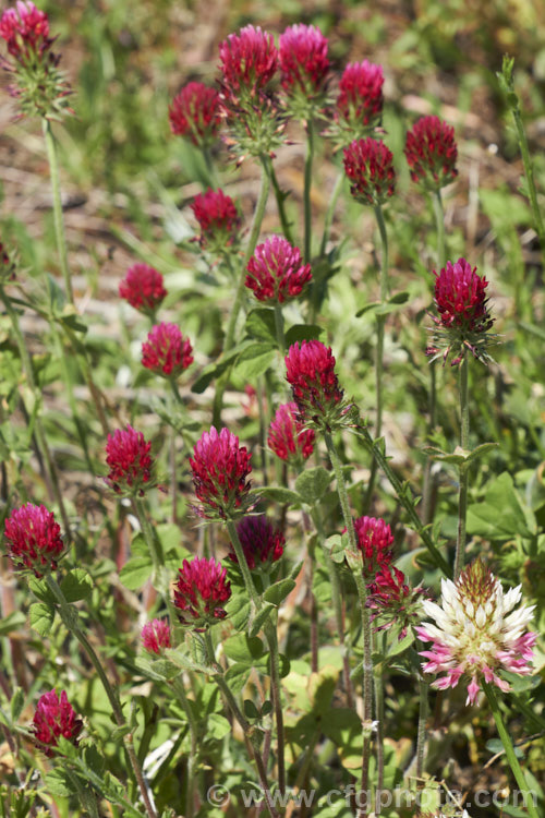 Crimson Clover or Italian Clover (<i>Trifolium incarnatum</i>), an annual or short-lived perennial clover originally native to Europe but now widely cultivated in the perennial zones. The inflorescence can be up to 5cm long. trifolium-3369htm'>Trifolium.
