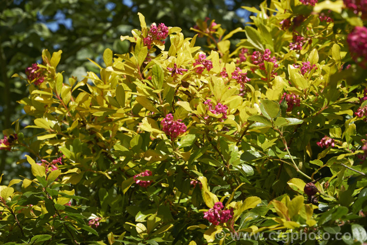 Escallonia laevis 'Gold Brian', a golden-yellow cultivar of a long-flowering evergreen shrub native to Brazil. It is quite compact and rarely exceeds 15m tall. The foliage develops bronze tints when mature. escallonia-2244htm'>Escallonia. <a href='escalloniaceae-plant-family-photoshtml'>Escalloniaceae</a>.