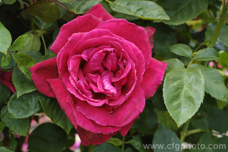 Rosa 'Cardiff. Bay' a Large-flowered (<i>Hybrid Tea</i>) bush rose raised by the Welsh. Breeder. Lionel. Poole and introduced in 1994. Its flowers have a good fragrance. Order: Rosales, Family: Rosaceae
