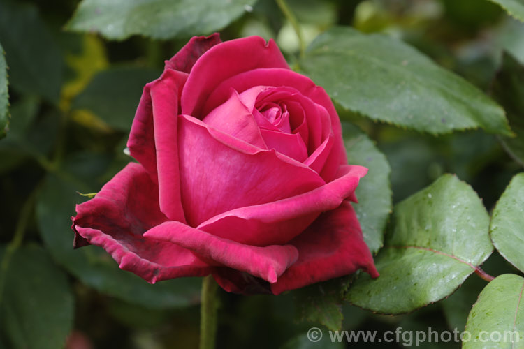 Rosa 'Cardiff. Bay' a Large-flowered (<i>Hybrid Tea</i>) bush rose raised by the Welsh. Breeder. Lionel. Poole and introduced in 1994. Its flowers have a good fragrance. Order: Rosales, Family: Rosaceae