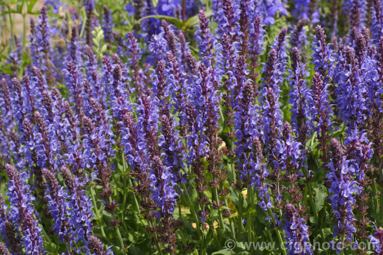 Salvia nemorosa 'Superba', a cultivar of a late spring- to early autumn-flowering sage native to Europe and Central Asia. It is around 60cm high when in flower and can make a clump up to 1m across 'Superba' is more compact than the species. Order: Lamiales, Family: Lamiaceae