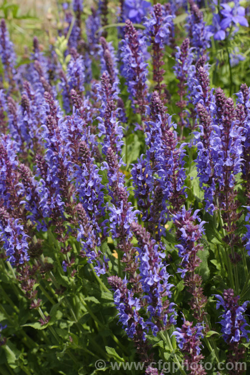 Salvia nemorosa 'Superba', a cultivar of a late spring- to early autumn-flowering sage native to Europe and Central Asia. It is around 60cm high when in flower and can make a clump up to 1m across 'Superba' is more compact than the species. Order: Lamiales, Family: Lamiaceae