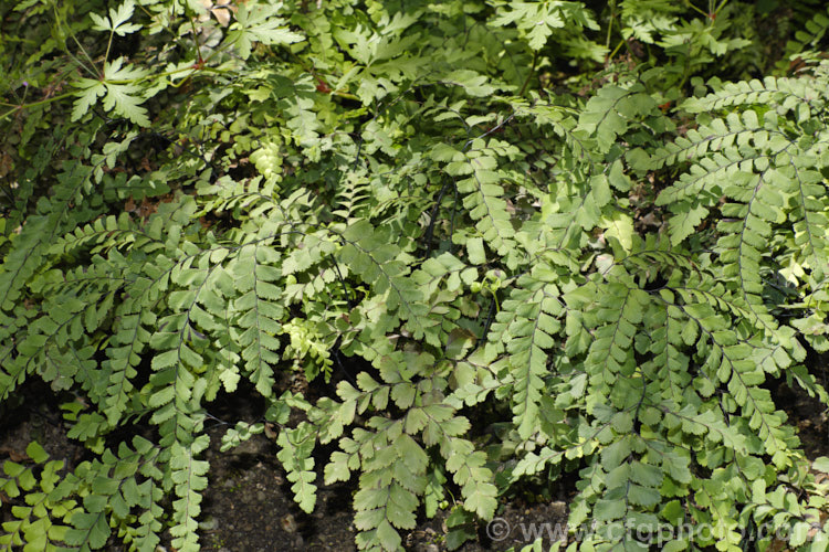 Cunningham's Maidenhair Fern (<i>Adiantum cunninghamii</i>), an evergreen fern found in damp areas throughout New Zealand and also on the Kermadec Islands. The fronds can grow to nearly 40cm long. It is similar to Adiantum diaphanum but is large and with more heavily divided fronds. Order: Polypodiales, Family: Pteridaceae