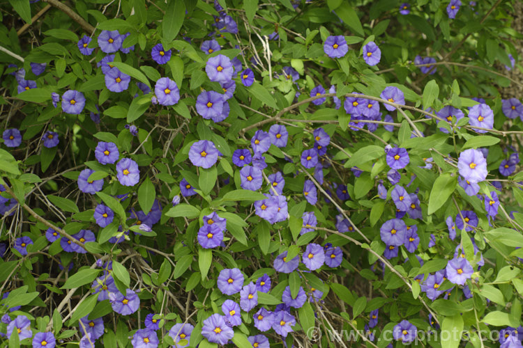 Paraguay. Nightshade, Blue Potato Bush (<i>Solanum rantonnetii</i>), an evergreen scrambling shrub or vine native to Argentina and Paraguay . solanum-2141htm'>Solanum.