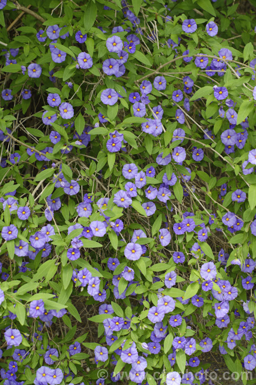 Paraguay. Nightshade, Blue Potato Bush (<i>Solanum rantonnetii</i>), an evergreen scrambling shrub or vine native to Argentina and Paraguay . solanum-2141htm'>Solanum.