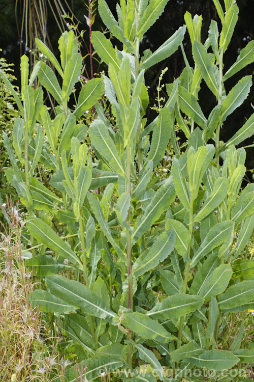 New Zealand Sow Thistle or Puha (<i>Sonchus kirkii</i>), an annual soft thistle native to New Zealand Although widely considered to be a weed, its foliage was an important part of the Maori diet and in recent years the plant has become far less common. Its leaves are smooth, lacking even soft spines, and are often undivided on young plants.