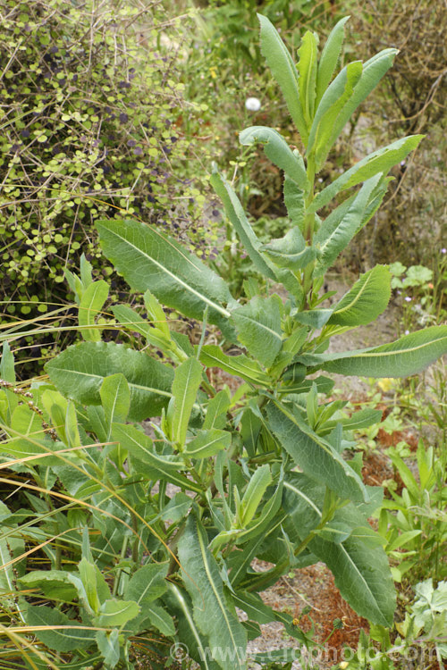 New Zealand Sow Thistle or Puha (<i>Sonchus kirkii</i>), an annual soft thistle native to New Zealand Although widely considered to be a weed, its foliage was an important part of the Maori diet and in recent years the plant has become far less common. Its leaves are smooth, lacking even soft spines, and are often undivided on young plants.