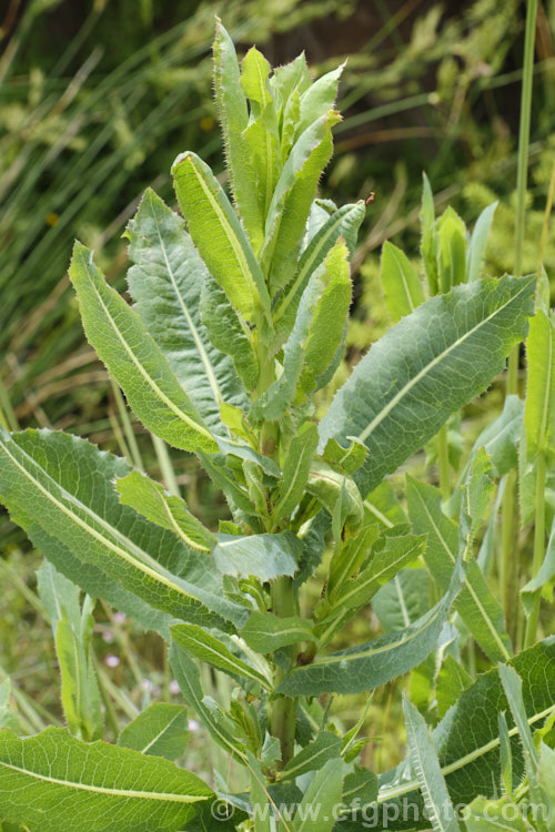 New Zealand Sow Thistle or Puha (<i>Sonchus kirkii</i>), an annual soft thistle native to New Zealand Although widely considered to be a weed, its foliage was an important part of the Maori diet and in recent years the plant has become far less common. Its leaves are smooth, lacking even soft spines, and are often undivided on young plants.
