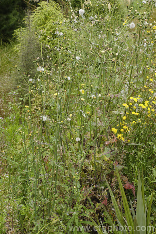 Sow Thistle (<i>Sonchus oleraceus</i>), a quick growing annual daisy with succulent stems and leave that exude a milky sap when cut. The leaves have deep lobes that are sharply toothed but not spiny. Sow thistle can grow to 15m tall, occurs in many parts of the world and is considered to be a weed that grows strongly enough to compete with cultivated crops.