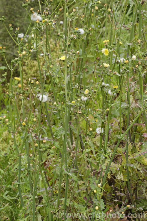 Sow Thistle (<i>Sonchus oleraceus</i>), a quick growing annual daisy with succulent stems and leave that exude a milky sap when cut. The leaves have deep lobes that are sharply toothed but not spiny. Sow thistle can grow to 15m tall, occurs in many parts of the world and is considered to be a weed that grows strongly enough to compete with cultivated crops.