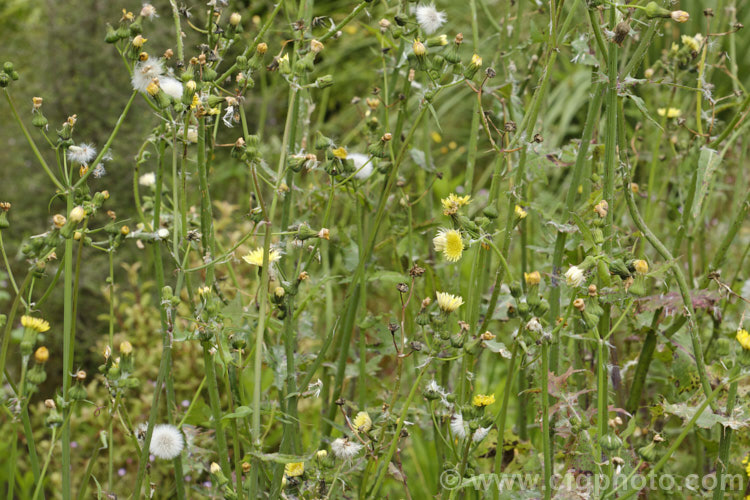 Sow Thistle (<i>Sonchus oleraceus</i>), a quick growing annual daisy with succulent stems and leave that exude a milky sap when cut. The leaves have deep lobes that are sharply toothed but not spiny. Sow thistle can grow to 15m tall, occurs in many parts of the world and is considered to be a weed that grows strongly enough to compete with cultivated crops.