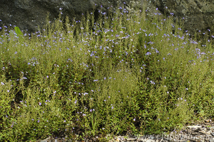 Hooker's Speedwell (<i>Veronica hookeriana [syn. Parahebe olsenii]), a low, spreading, evergreen, late spring- to early summer-flowering subshrub or wiry-stemmed perennial native to the subalpine regions of New Zealand's North Island