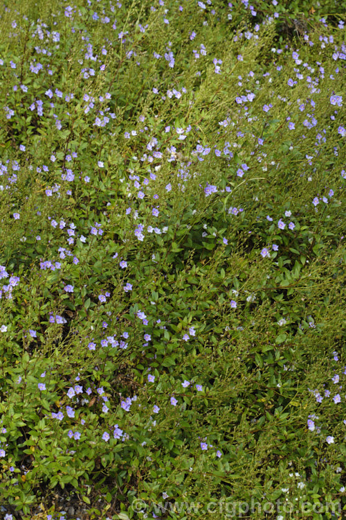 Hooker's Speedwell (<i>Veronica hookeriana [syn. Parahebe olsenii]), a low, spreading, evergreen, late spring- to early summer-flowering subshrub or wiry-stemmed perennial native to the subalpine regions of New Zealand's North Island