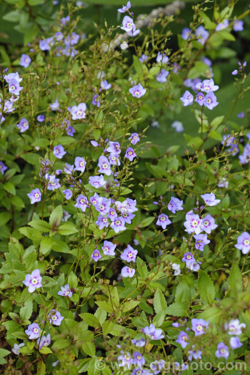 Hooker's Speedwell (<i>Veronica hookeriana [syn. Parahebe olsenii]), a low, spreading, evergreen, late spring- to early summer-flowering subshrub or wiry-stemmed perennial native to the subalpine regions of New Zealand's North Island
