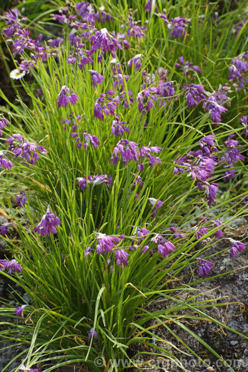 Allium cyathophorum var. farreri, a variety of a early summer-flowering Chinese bulb of the onion family. Sometimes sold as Allium tibeticum, it is remarkably adaptable in cultivation and popular for use in rockeries. allium-2045htm'>Allium.