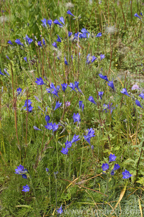 Ithuriel's Spear, Grassnut or Triplet. Lily (<i>Triteleia laxa [syn. Brodiaea laxa]), a western North American summer-flowering corm with wiry flower stems topped with large heads of mauve to purple-blue flowers. The corms are said to be edible. triteleia-2025htm'>Triteleia.