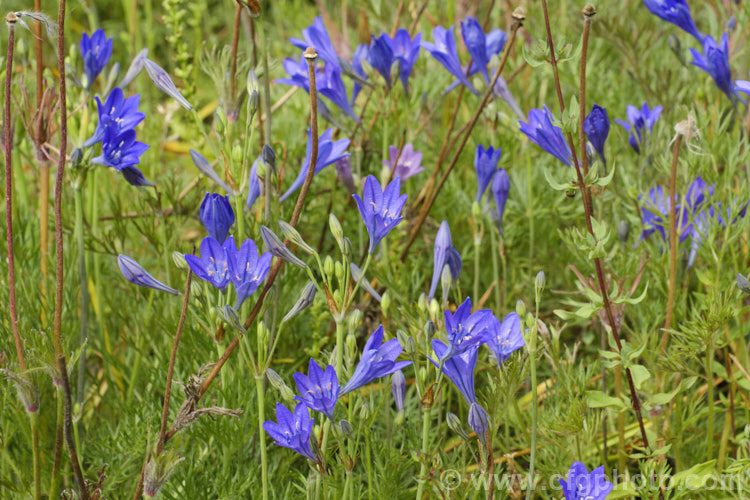 Ithuriel's Spear, Grassnut or Triplet. Lily (<i>Triteleia laxa [syn. Brodiaea laxa]), a western North American summer-flowering corm with wiry flower stems topped with large heads of mauve to purple-blue flowers. The corms are said to be edible. triteleia-2025htm'>Triteleia.
