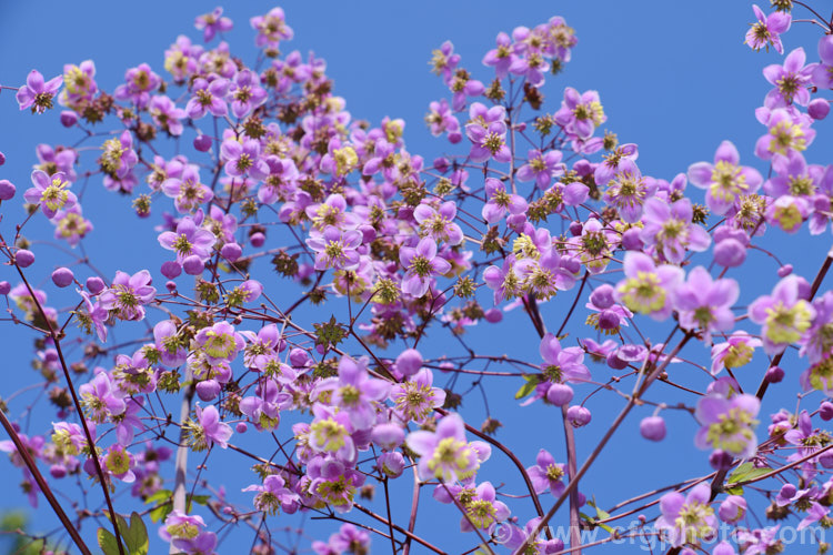 Thalictrum delavayi (syn. Thalictrum dipterocarpum</i>), a late spring- to summer-flowering herbaceous perennial from western China and eastern Tibet. Its flowering stems can grow to around 18m tall thalictrum-2040htm'>Thalictrum.