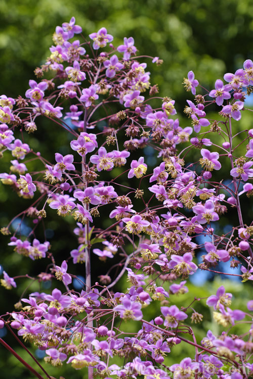 Thalictrum delavayi (syn. Thalictrum dipterocarpum</i>), a late spring- to summer-flowering herbaceous perennial from western China and eastern Tibet. Its flowering stems can grow to around 18m tall thalictrum-2040htm'>Thalictrum.