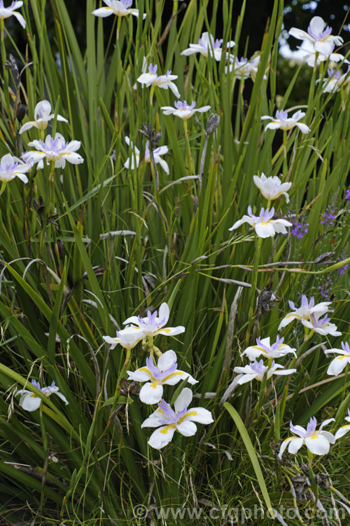 Dietes iridioides, an evergreen, summer-flowering, rhizomatous perennial native to eastern and southern Africa. As its appearance suggests, it is part of the iris family (<i>Iridaceae</i>). Its flowers are similar to those of Dietes grandiflora but are smaller and are solid yellow, not dark-spotted, near the centre, around the base of the larger petals. dietes-2866htm'>Dietes.