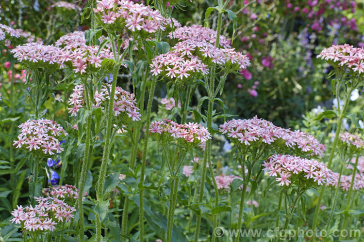 Lychnis chalcedonica 'Rosea', a pink-flowered cultivar of the normally red. Maltese. Cross, an early summer-flowering Eurasian herbaceous perennial that grows to around 80cm high. lychnis-3110htm'>Lychnis. Order: Caryophyllales, Family: Caryophyllaceae