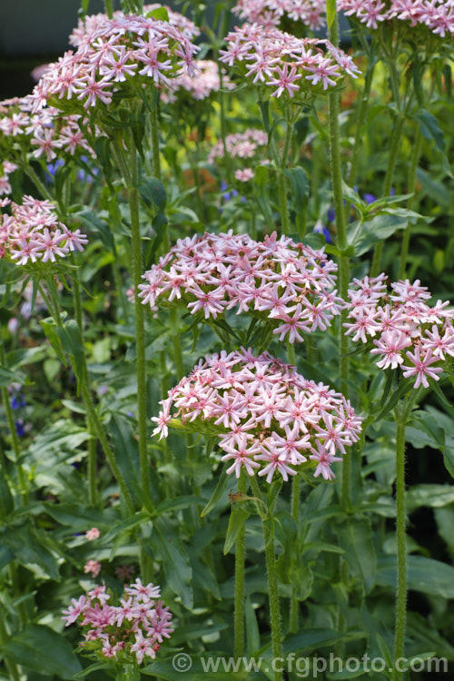 Lychnis chalcedonica 'Rosea', a pink-flowered cultivar of the normally red. Maltese. Cross, an early summer-flowering Eurasian herbaceous perennial that grows to around 80cm high. lychnis-3110htm'>Lychnis. Order: Caryophyllales, Family: Caryophyllaceae