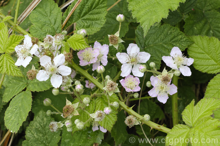 Blackberry (<i>Rubus fruticosus aggregate</i>), a strong-growing, deciduous bramble with very thorny stems and deliciously tart fruit. It is widely naturalised in the temperate zones and often considered a weed. The specific status of the blackberry is undecided and it may be a natural hybrid of several Eurasian and/or North American species.