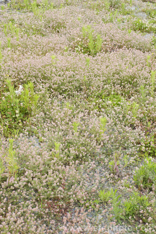 Haresfoot. Trefoil, Rabbitfoot. Clover or Stone. Clover (<i>Trifolium arvense</i>), a now widely naturalised Eurasian annual or biennial that is most commonly seen as a weed on sandy or stony ground. Its white flowers are tiny but they are crowded together in a downy pink inflorescence. trifolium-3369htm'>Trifolium.