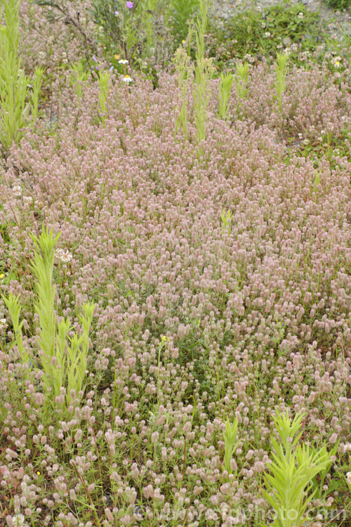 Haresfoot. Trefoil, Rabbitfoot. Clover or Stone. Clover (<i>Trifolium arvense</i>), a now widely naturalised Eurasian annual or biennial that is most commonly seen as a weed on sandy or stony ground. Its white flowers are tiny but they are crowded together in a downy pink inflorescence. trifolium-3369htm'>Trifolium.