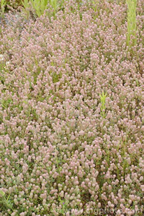Haresfoot. Trefoil, Rabbitfoot. Clover or Stone. Clover (<i>Trifolium arvense</i>), a now widely naturalised Eurasian annual or biennial that is most commonly seen as a weed on sandy or stony ground. Its white flowers are tiny but they are crowded together in a downy pink inflorescence. trifolium-3369htm'>Trifolium.