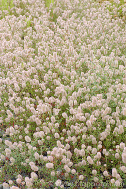 Haresfoot. Trefoil, Rabbitfoot. Clover or Stone. Clover (<i>Trifolium arvense</i>), a now widely naturalised Eurasian annual or biennial that is most commonly seen as a weed on sandy or stony ground. Its white flowers are tiny but they are crowded together in a downy pink inflorescence. trifolium-3369htm'>Trifolium.