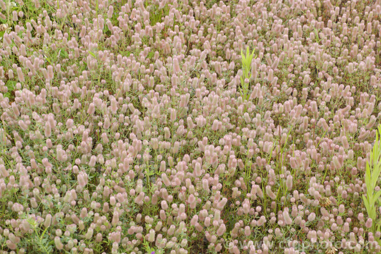 Haresfoot. Trefoil, Rabbitfoot. Clover or Stone. Clover (<i>Trifolium arvense</i>), a now widely naturalised Eurasian annual or biennial that is most commonly seen as a weed on sandy or stony ground. Its white flowers are tiny but they are crowded together in a downy pink inflorescence. trifolium-3369htm'>Trifolium.