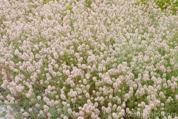 Haresfoot. Trefoil, Rabbitfoot. Clover or Stone. Clover (<i>Trifolium arvense</i>), a now widely naturalised Eurasian annual or biennial that is most commonly seen as a weed on sandy or stony ground. Its white flowers are tiny but they are crowded together in a downy pink inflorescence. trifolium-3369htm'>Trifolium.