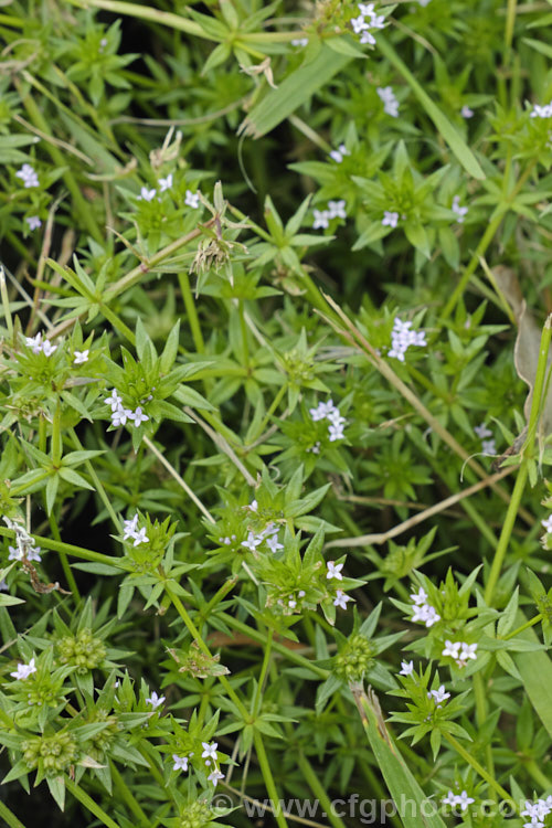 Field Madder or Blue Madder (<i>Sherardia arvensis</i>), a low, spreading, spring- to early-summer-flowering annual originally from Eurasia but now with a very widespread distribution. Its pale blue flowers are minute and the whole plant is quite easily overlooked due to its small size and habit of growing through other vegetation. sherardia-3622htm'>Sherardia. <a href='rubiaceae-plant-family-photoshtml'>Rubiaceae</a>.