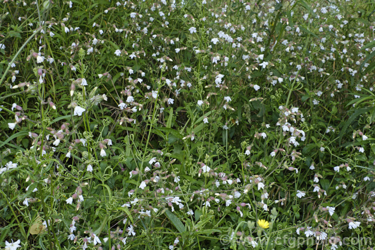 White Campion (<i>Silene latifolia [syn. Melandrium album]), a summer-flowering annual, biennial or short-lived perennial, originally native to Europe and neighbouring parts of western Asia and North Africa, but now widely naturalised through the temperate zones. It can grow to around 1m tall, and often scrambles through other plants. silene-2496htm'>Silene. Order: Caryophyllales, Family: Caryophyllaceae