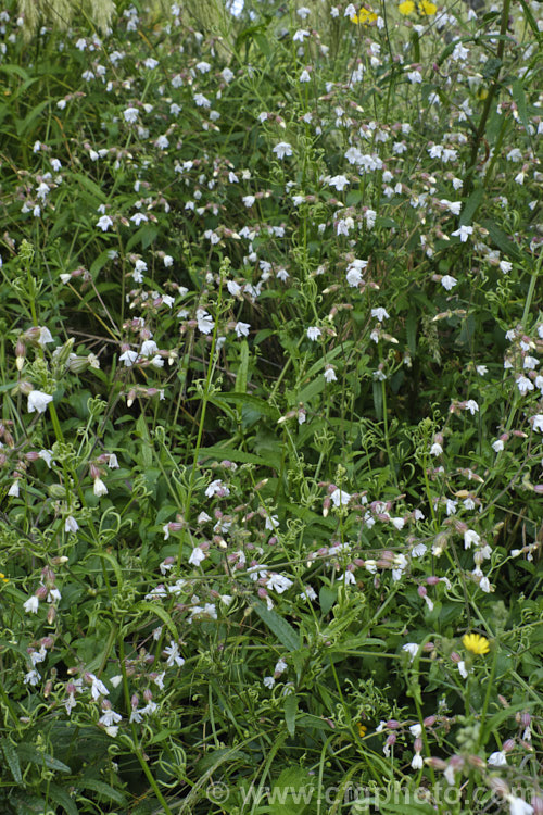 White Campion (<i>Silene latifolia [syn. Melandrium album]), a summer-flowering annual, biennial or short-lived perennial, originally native to Europe and neighbouring parts of western Asia and North Africa, but now widely naturalised through the temperate zones. It can grow to around 1m tall, and often scrambles through other plants. silene-2496htm'>Silene. Order: Caryophyllales, Family: Caryophyllaceae