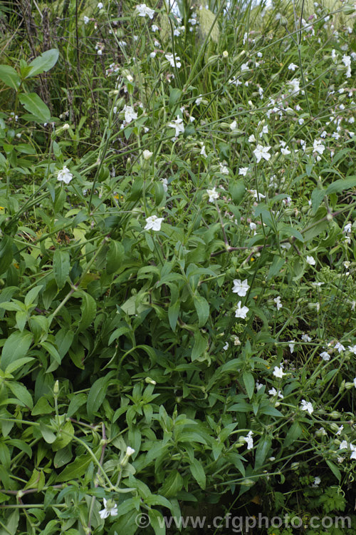 White Campion (<i>Silene latifolia [syn. Melandrium album]), a summer-flowering annual, biennial or short-lived perennial, originally native to Europe and neighbouring parts of western Asia and North Africa, but now widely naturalised through the temperate zones. It can grow to around 1m tall, and often scrambles through other plants. silene-2496htm'>Silene. Order: Caryophyllales, Family: Caryophyllaceae
