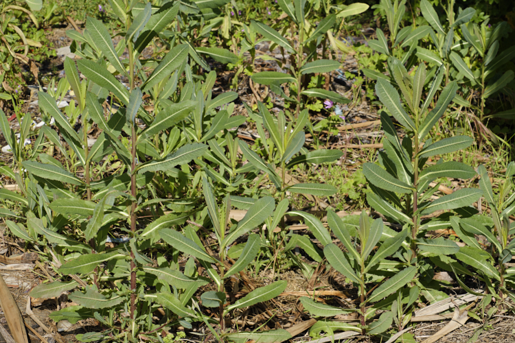 New Zealand Sow Thistle or Puha (<i>Sonchus kirkii</i>), an annual soft thistle native to New Zealand Although widely considered to be a weed, its foliage was an important part of the Maori diet and in recent years the plant has become far less common. Its leaves are smooth edged, but have small, soft spines on the midrib, and are usually undivided on young plants.