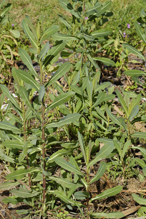 New Zealand Sow Thistle or Puha (<i>Sonchus kirkii</i>), an annual soft thistle native to New Zealand Although widely considered to be a weed, its foliage was an important part of the Maori diet and in recent years the plant has become far less common. Its leaves are smooth edged, but have small, soft spines on the midrib, and are usually undivided on young plants.
