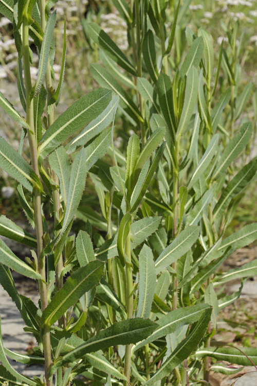 New Zealand Sow Thistle or Puha (<i>Sonchus kirkii</i>), an annual soft thistle native to New Zealand Although widely considered to be a weed, its foliage was an important part of the Maori diet and in recent years the plant has become far less common. Its leaves are smooth edged, but have small, soft spines on the midrib, and are usually undivided on young plants.