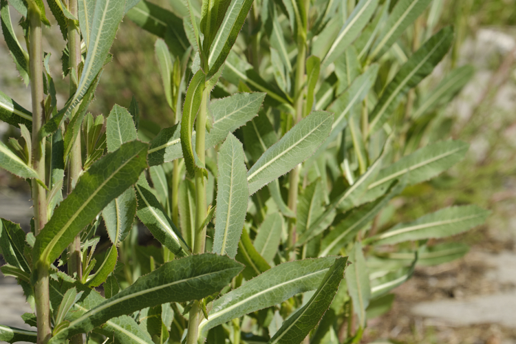 New Zealand Sow Thistle or Puha (<i>Sonchus kirkii</i>), an annual soft thistle native to New Zealand Although widely considered to be a weed, its foliage was an important part of the Maori diet and in recent years the plant has become far less common. Its leaves are smooth edged, but have small, soft spines on the midrib, and are usually undivided on young plants.