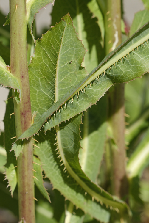New Zealand Sow Thistle or Puha (<i>Sonchus kirkii</i>), an annual soft thistle native to New Zealand Although widely considered to be a weed, its foliage was an important part of the Maori diet and in recent years the plant has become far less common. Its leaves are smooth edged, but have small, soft spines on the midrib, and are usually undivided on young plants.