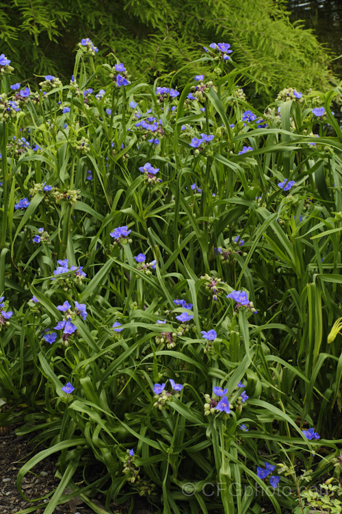 Tradescantia virginiana, a vigorous, 30-60cm tall, late spring- to summer-flowering perennial native to eastern North America. tradescantia-3363htm'>Tradescantia. <a href='commelinaceae-plant-family-photoshtml'>Commelinaceae</a>.