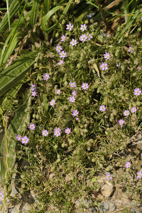 Rock Sea-Spurrey (<i>Spergularia rupicola</i>), a very small, spreading, prostrate, short-lived perennial with green to grey-green foliage and tiny, 4-petalled pink flowers that open from late spring. While sometimes cultivated in rockeries, it is most often seen as a wildflower or minor weed. It occurs naturally around the coast of Ireland and western Britain and has naturalised in other areas. spergularia-3322htm'>Spergularia. Order: Caryophyllales, Family: Caryophyllaceae