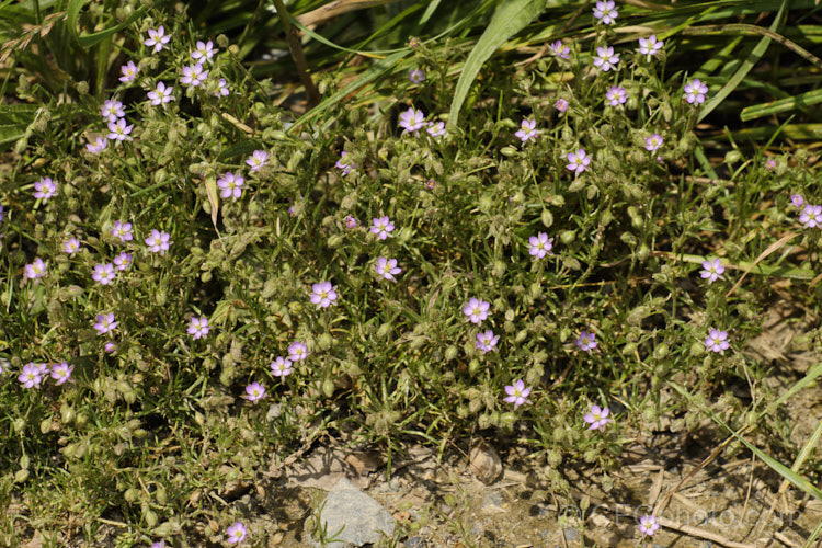 Rock Sea-Spurrey (<i>Spergularia rupicola</i>), a very small, spreading, prostrate, short-lived perennial with green to grey-green foliage and tiny, 4-petalled pink flowers that open from late spring. While sometimes cultivated in rockeries, it is most often seen as a wildflower or minor weed. It occurs naturally around the coast of Ireland and western Britain and has naturalised in other areas. spergularia-3322htm'>Spergularia. Order: Caryophyllales, Family: Caryophyllaceae