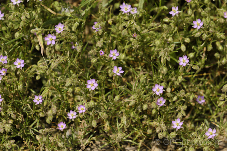 Rock Sea-Spurrey (<i>Spergularia rupicola</i>), a very small, spreading, prostrate, short-lived perennial with green to grey-green foliage and tiny, 4-petalled pink flowers that open from late spring. While sometimes cultivated in rockeries, it is most often seen as a wildflower or minor weed. It occurs naturally around the coast of Ireland and western Britain and has naturalised in other areas. spergularia-3322htm'>Spergularia. Order: Caryophyllales, Family: Caryophyllaceae