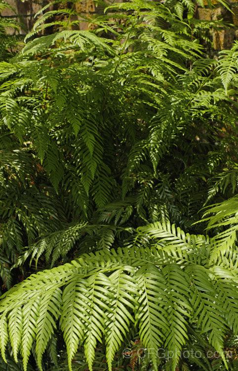 King Fern (<i>Todea barbara</i>), a spreading, rhizomatous fern found in South Africa, Australia (including Tasmania</i>) and the far north of New Zealand It forms a dense clump of lustrous light green fronds that are up to 1m long. Order: Osmundales, Family: Osmundaceae