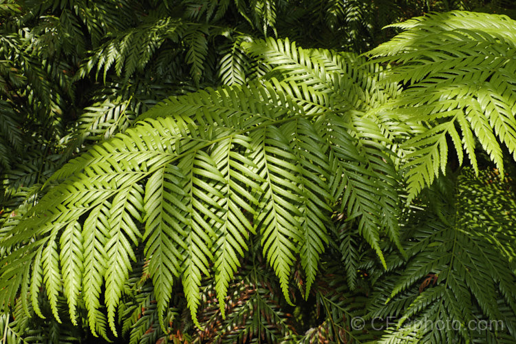 King Fern (<i>Todea barbara</i>), a spreading, rhizomatous fern found in South Africa, Australia (including Tasmania</i>) and the far north of New Zealand It forms a dense clump of lustrous light green fronds that are up to 1m long. Order: Osmundales, Family: Osmundaceae