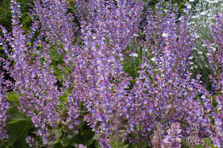 Clary Sage (<i>Salvia sclarea</i>), a 1–2m tall biennial or herbaceous perennial native to the Mediterranean region and central Asia. It has many herbal uses. Order: Lamiales, Family: Lamiaceae
